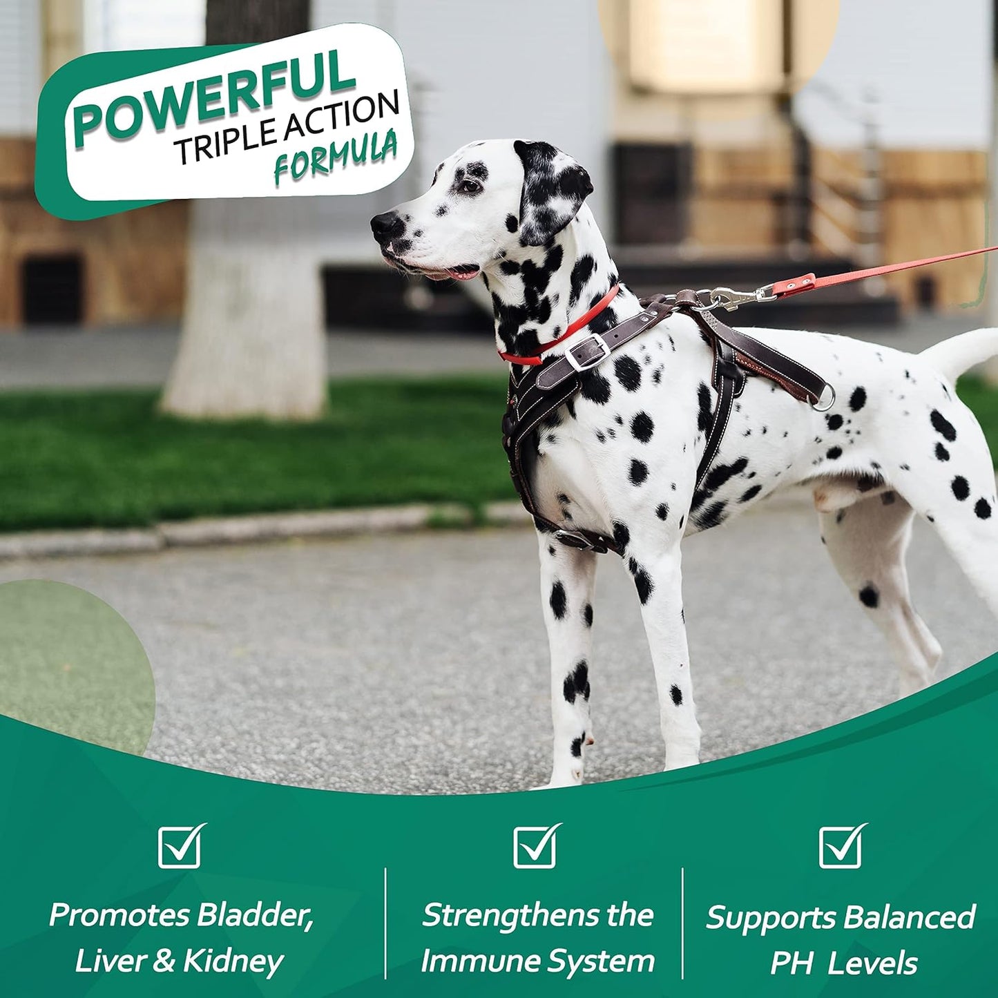 Probiotics for Dogs by KOBE’S® | Digestive Enzyme | Urinary Tract Infection | Stimulates Immune System & Maintains Overall Health | Dog Yeast Infection Treatment| Dog Diarrhea Treatment - 60 Tablets